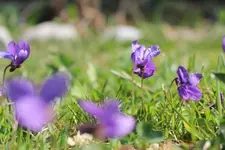 Blümchen03.webp