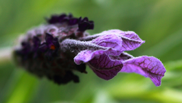 Butterfly Lavendel_50prozentvergrößertmakro_smaller.webp