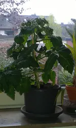tomate1.webp