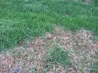 Rasen_Detail_002.webp