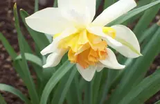 Blüte  1.webp