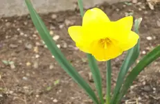 Blüte.webp
