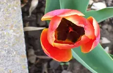 Blüte  2.webp