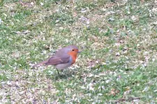 2012_0403Frühling0001 rk.webp