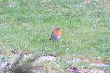 2012_0405Frühling0007.webp