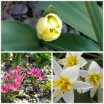 tulpen 3.webp