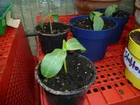 2012 032.webp