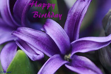 Makro_Hyazinthe.webp
