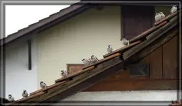 comp_DSC01053.webp