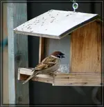 comp_DSC01029.webp