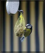 comp_DSC01037.webp