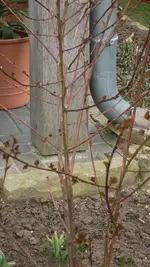 roterStrauch1_12.webp