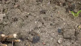Mädchenauge2_12.webp
