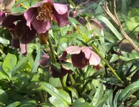 DSC02605 - 2012-04-06 - nieswurz - helleborus.webp
