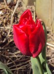 DSC02604 - 2012-04-06 - erste tulpe.JPG