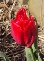 DSC02604 - 2012-04-06 - erste tulpe.webp