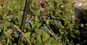 DSC02600 - 2012-04-06 - gundermann.webp