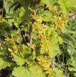 DSC02598 - 2012-04-06 - schwarze johannis.webp