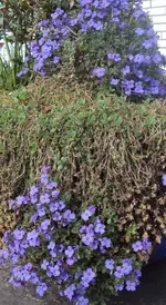 DSC02592 - 2012-04-06 - blaukissen.webp