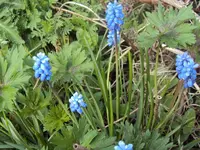 DSC02591 - 2012-04-06 - traubenhyazinthen.webp