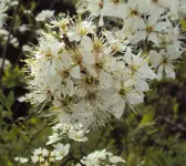 DSC02587 - 2012-04-06 - schlehen.webp