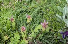 DSC02584 - 2012-04-06- taubnesseln.webp
