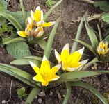 DSC02583 - 2012-04- 06 - wildtulpen.webp