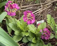 DSC02582 - 2012-04-06 - kugelprimeln.webp
