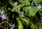 DSC02581 - 2012-04-06 - schneeglanz.JPG