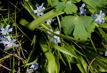 DSC02581 - 2012-04-06 - schneeglanz.webp