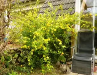 PRanuckelstrauch.webp