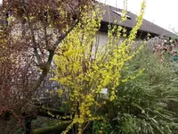 Forsythie.7.4.2012.webp