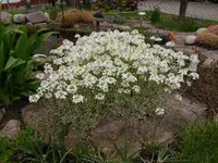 Gänsekresse.7.4.2012.webp