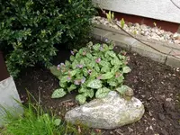 Lungenkraut.7.4.2012.webp