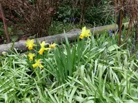 Mininarzissen.7.4.2012.webp