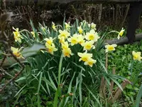 Narzissen.7.4.2012.webp