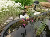 Rosenprimel.7.4.2012.webp