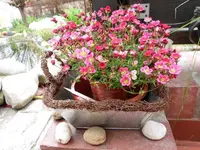 Saxifraga.7.4.2012.webp
