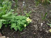 Schlüsselblume.7.4.2012.webp