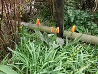 Tulpen2.7.4.2012.webp