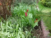 Tulplen3.7.4.2012.webp