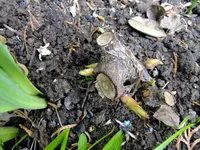 garten 2012 007.webp