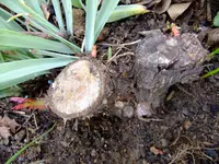 garten 2012 008.webp