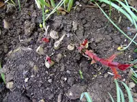 garten 2012 009.webp