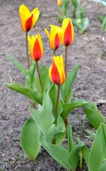 DSC_6694 Tulpen.webp