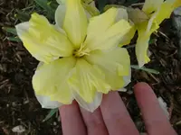 CIMG2648.webp