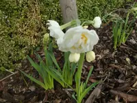 CIMG2649.webp