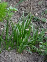 P1070173 (600x800).webp