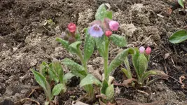 Geflecktes Lungenkraut1_12.webp