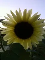 helleSonnenblume1_11.webp